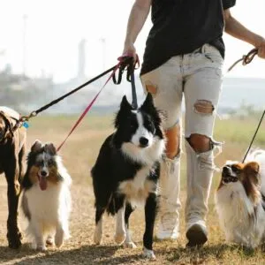 Dog Walking Services