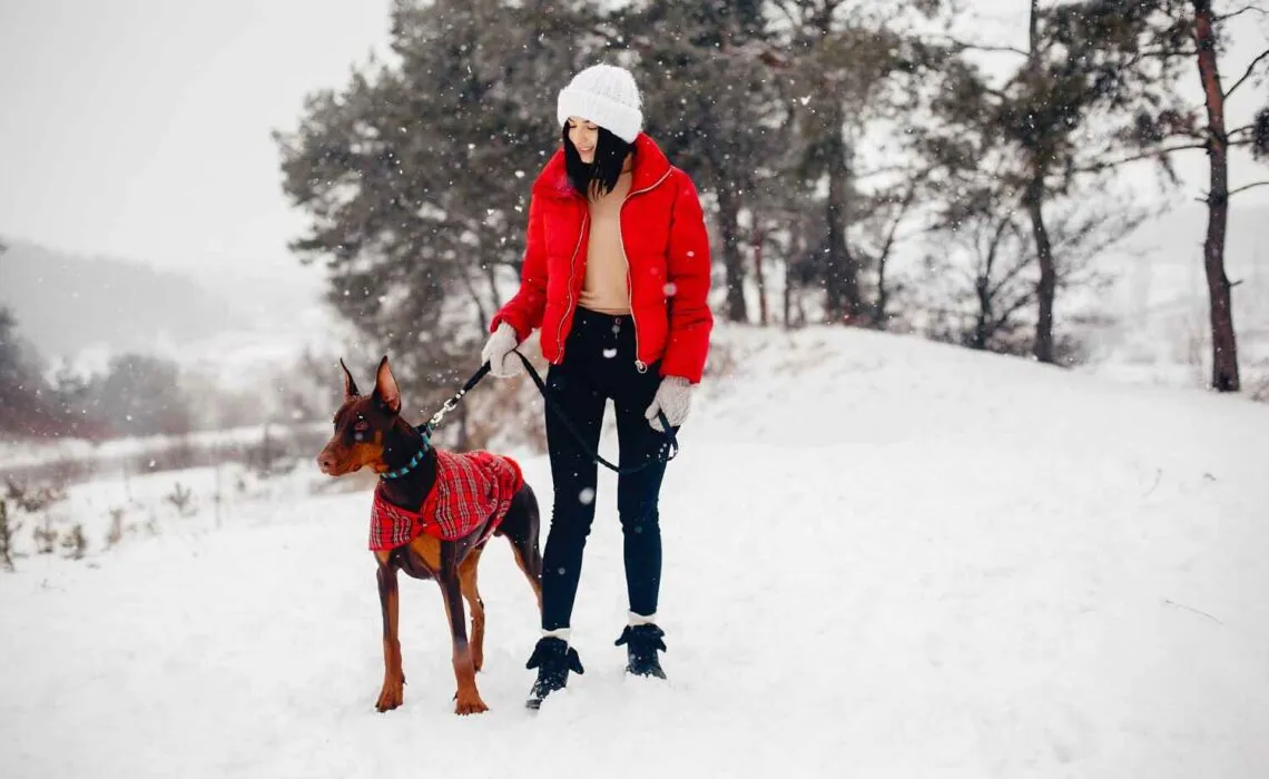 Avalanche Rescue Dog