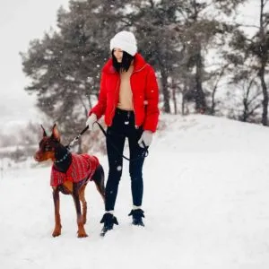 Avalanche Rescue Dog