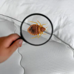 Bed Bug Removal
